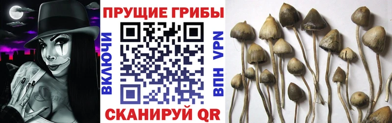 Псилоцибиновые грибы GOLDEN TEACHER  Кострома 